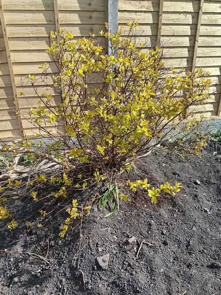 Photo of free Plants (Ticknall DE73) #2