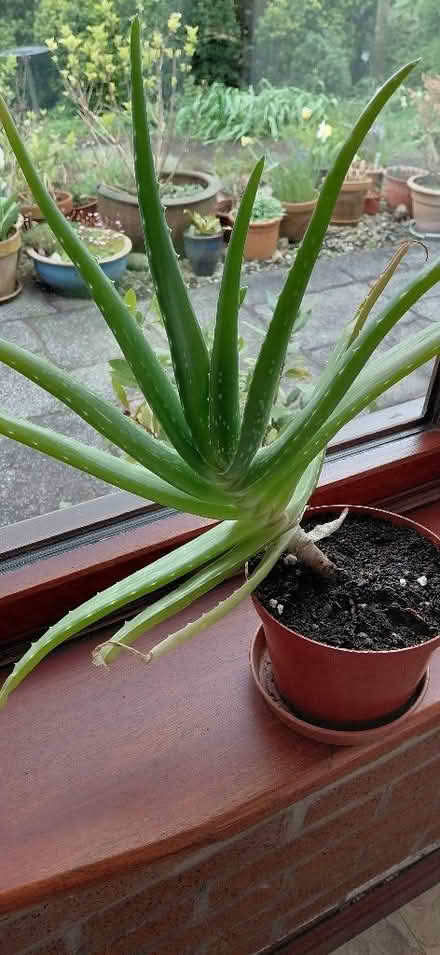 Photo of free Large Aloe Vera plant (Kendal LA9) #1