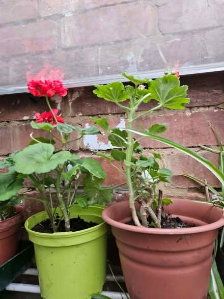 Photo of free Geraniums (pelargoniums) (Loughborough LE11) #1