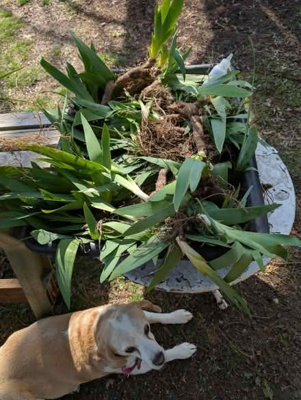 Photo of free Iris corms (North Farmington Hills) #1