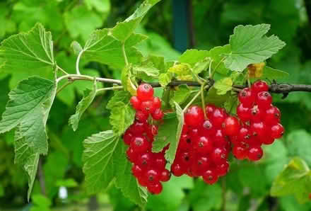 Photo of free Red currant canes (Old Barrhaven) #2