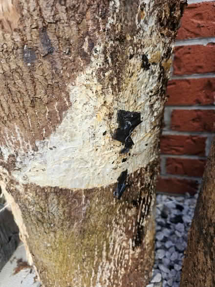 Photo of free Large Logs for Wildlife Garden / Stumpery (FREE) (Goosnargh PR3) #2