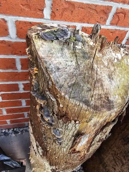 Photo of free Large Logs for Wildlife Garden / Stumpery (FREE) (Goosnargh PR3) #3