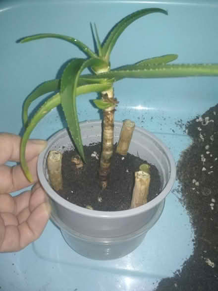 Photo of free Aloe ciliaris cuttings (Dublin central) #1