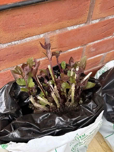 Photo of free Eupatorium Chocolate plants (Glastonbury, BA6) #2