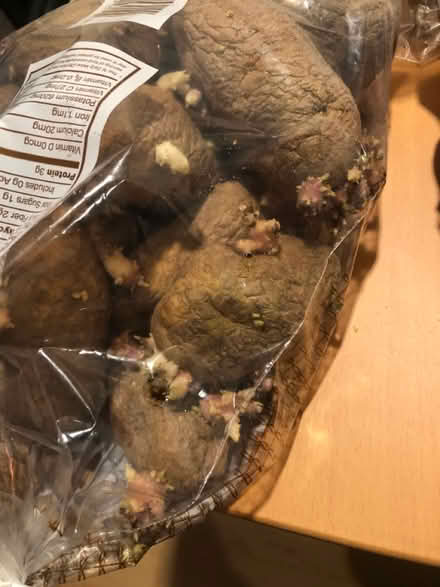 Photo of free Sprouted org potatoes to plant (Cambridge near Fresh Pond) #1