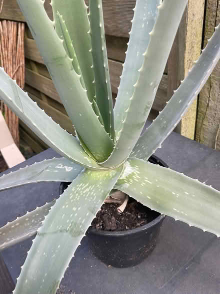 Photo of free Aloe houseplant (Strood ME2) #2