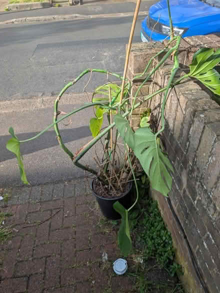 Photo of free Cheese plant (En3 6nf) #2