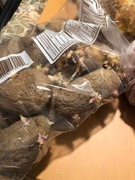 Photo of free Sprouted org potatoes to plant (Cambridge near Fresh Pond) #2