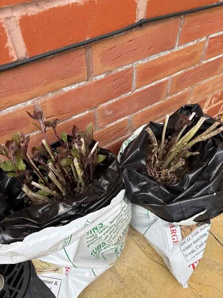 Photo of free Eupatorium Chocolate plants (Glastonbury, BA6) #1