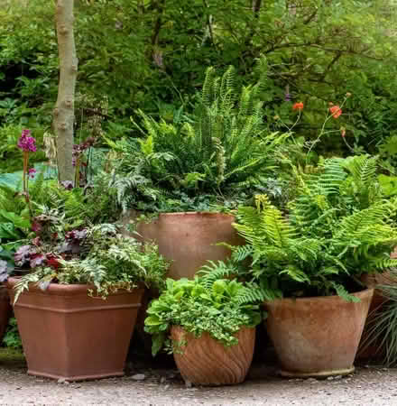 Photo of garden plants (Kirkstall LS5) #1