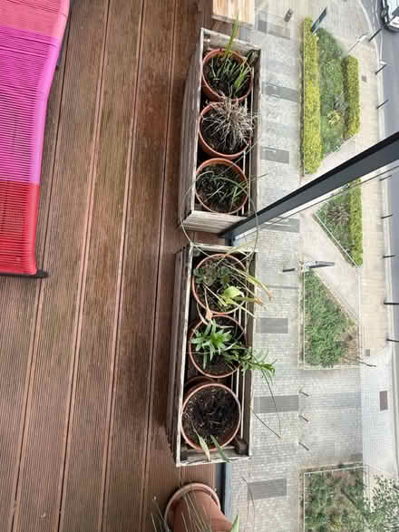 Photo of free X2 Flower planters (White City W12) #2