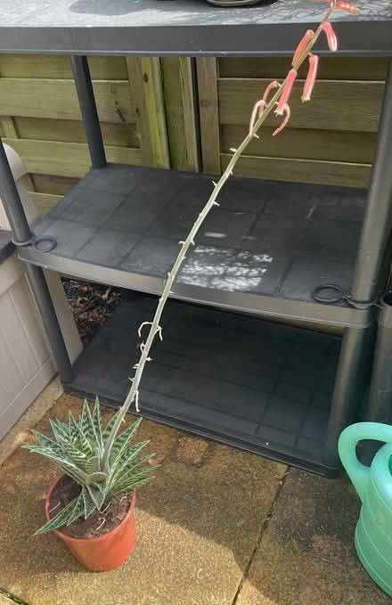 Photo of free Tiger Aloe houseplant (Strood ME2) #2