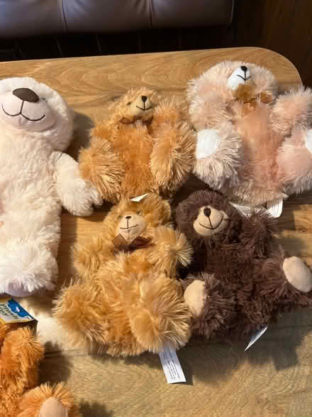 Photo of free Teddy Bear Stuffed Animals (Niles) #4