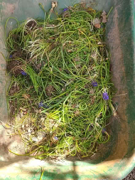 Photo of free Muscari (Stourport on Severn DY13) #2