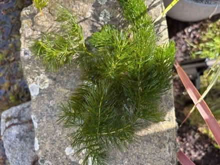 Photo of free Oxygenating pond plants (Longton) #1