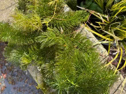 Photo of free Oxygenating pond plants (Longton) #2