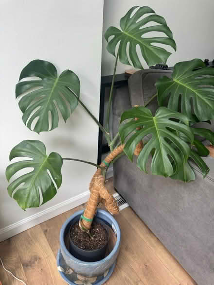 Photo of free Monstera plant (Olney) #1