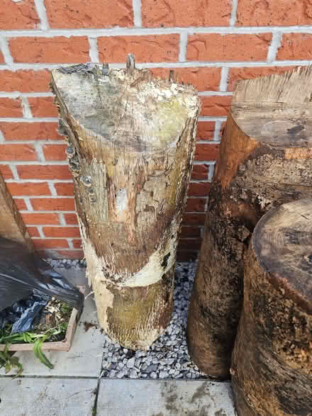 Photo of free Large Logs for Wildlife Garden / Stumpery (FREE) (Goosnargh PR3) #4