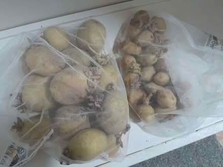 Photo of free Sprouting potatoes for planting (Grassmarket EH1) #1