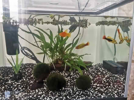 Photo of free Platy fish (Copsewood CV3) #2
