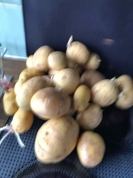Photo of free Potatoes (Goldenacre EH5) #1