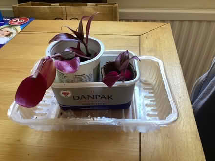 Photo of free Tradescantia cuttings (Charminster BH8) #2