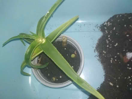 Photo of free Aloe ciliaris cuttings (Dublin central) #3
