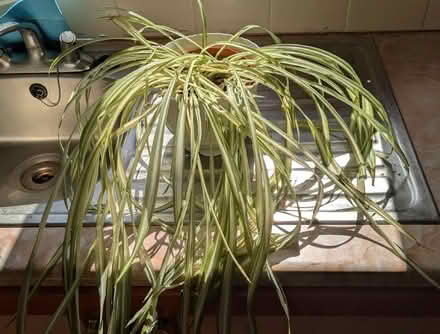 Photo of free Spider plant (Caldy Valley CH3) #1