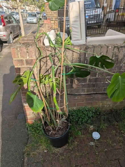 Photo of free Cheese plant (En3 6nf) #1