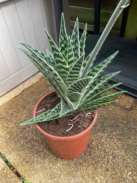 Photo of free Tiger Aloe houseplant (Strood ME2) #1