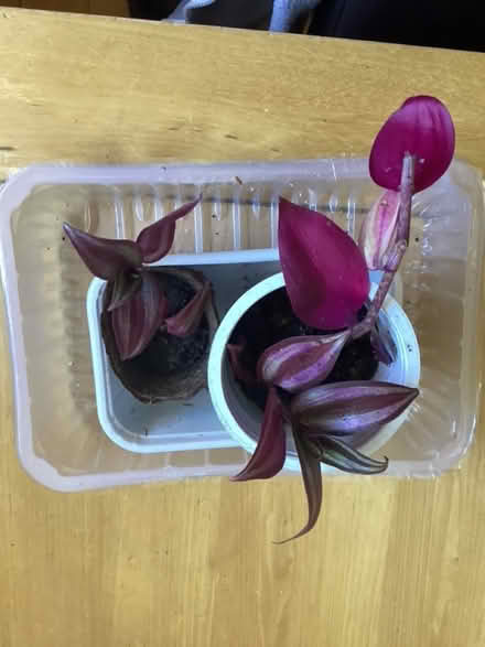 Photo of free Tradescantia cuttings (Charminster BH8) #1
