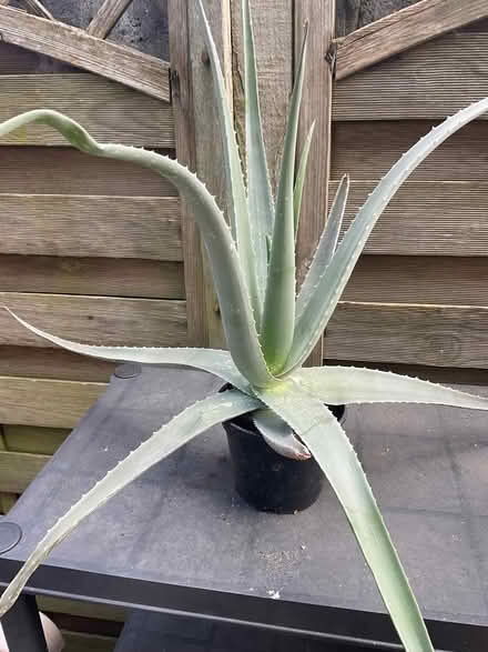 Photo of free Aloe houseplant (Strood ME2) #1