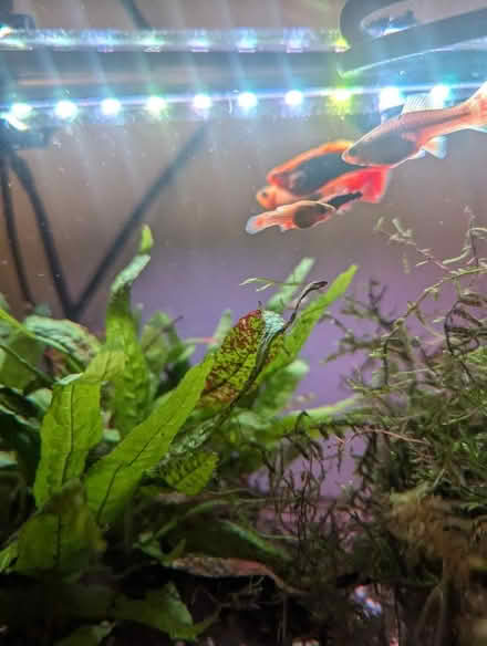 Photo of free Platy fish (Copsewood CV3) #1