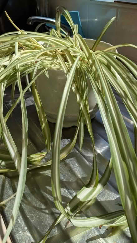 Photo of free Spider plant (Caldy Valley CH3) #2