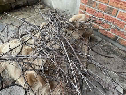 Photo of free Red currant canes (Old Barrhaven) #1