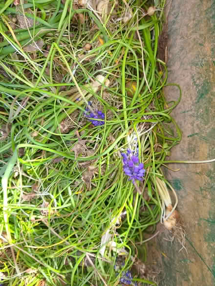 Photo of free Muscari (Stourport on Severn DY13) #1