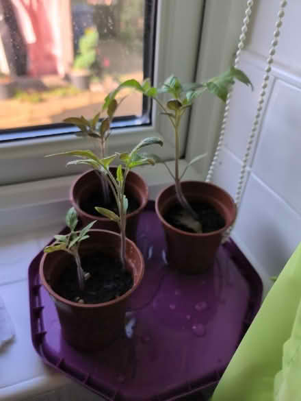 Photo of free 'Beef' tomato plants (Houghton le spring) #1