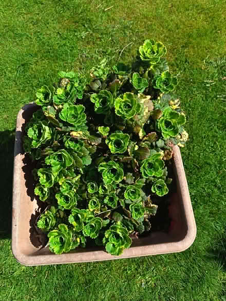 Photo of free London's Pride plants (Kincorth AB12) #3