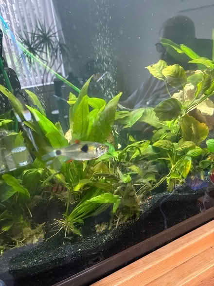 Photo of free Bucktooth tetra aquarium fish (Bonnington EH6) #1