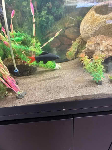 Photo of free Red tail black shark (Bonnington EH6) #1