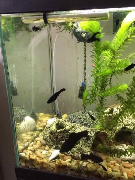 Photo of free Black mollys (Wellington) #1