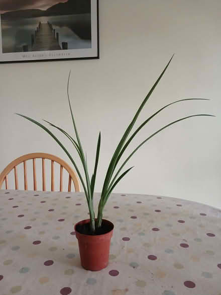 Photo of free Houseplant (Copythorne TQ5) #1