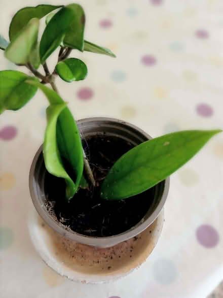 Photo of free Trailing houseplant wanting a new home (Copythorne TQ5) #1