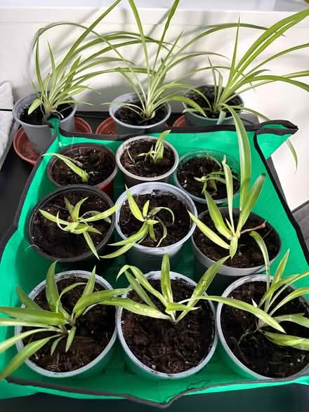 Photo of free Spider Plants in Pots, up to 15 (Union Street, Southwark SE1) #2