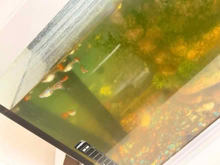 Photo of free Aquarium with small fishes (E18) #1