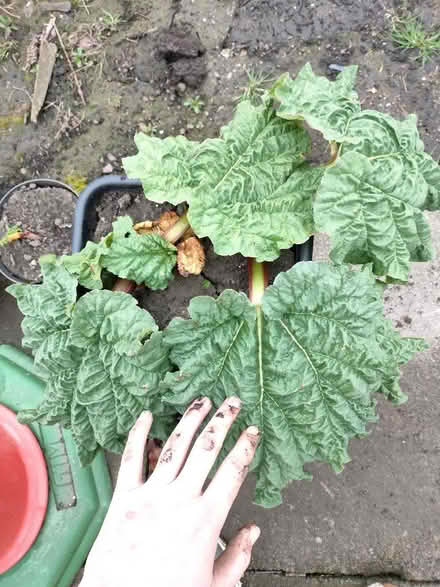 Photo of free Rhubarb plant (Nether Kellet LA6) #3