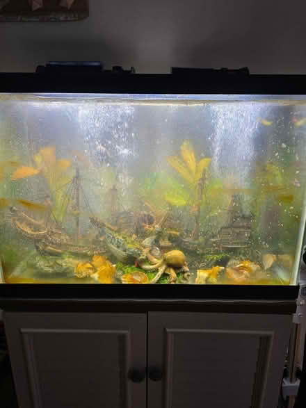 Photo of free 2 free 20 gallon aquariums (Delweb Stone Creek) #3