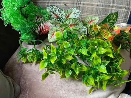 Photo of free Fake plants that can be used in a fish tank. (South Tranmere CH42) #2