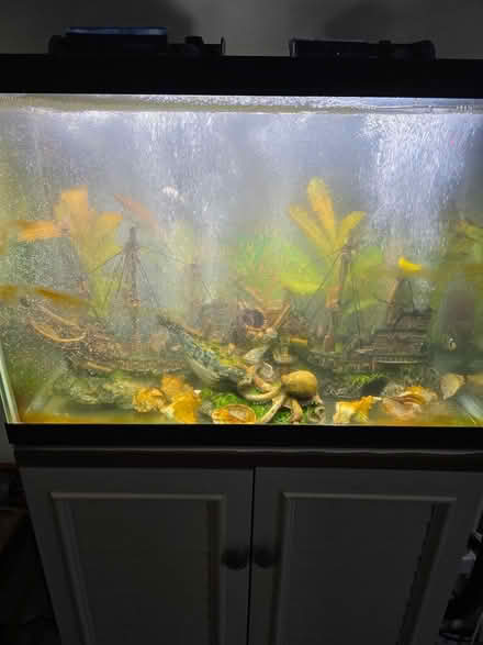 Photo of free 2 free 20 gallon aquariums (Delweb Stone Creek) #4